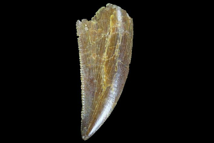 Serrated, Raptor Tooth - Real Dinosaur Tooth #90016